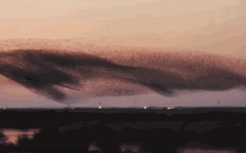 北冥有鱼是真的，东营鸟浪组成巨型鲲冲上微博热搜第一！